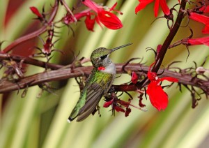 Color Coordinated Hummer